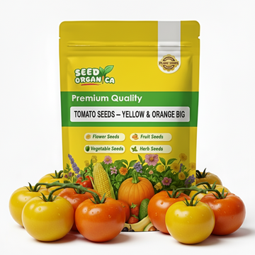 Tomato Seeds – Yellow & Orange Big