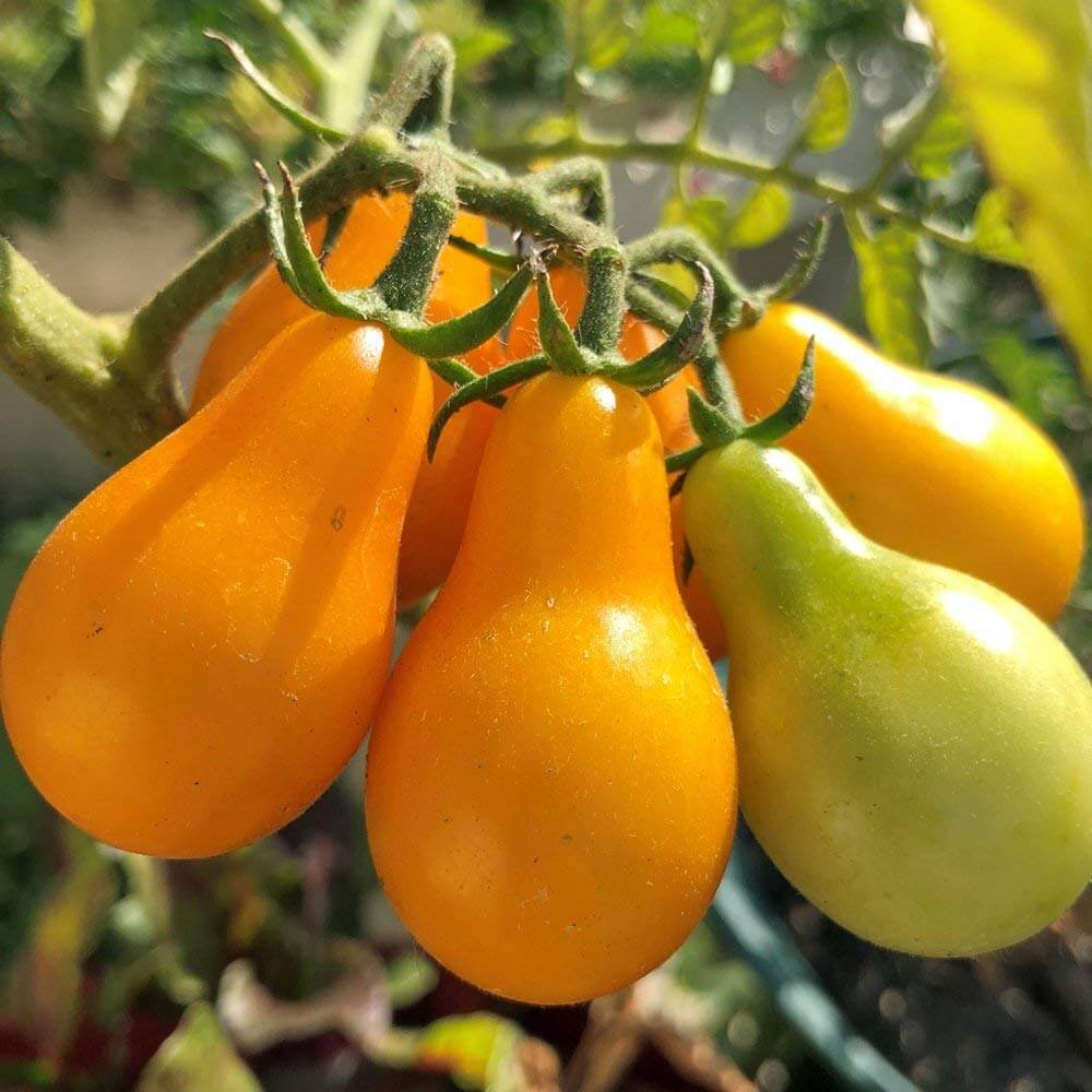 Tomato Seeds – Yellow Pear Organic