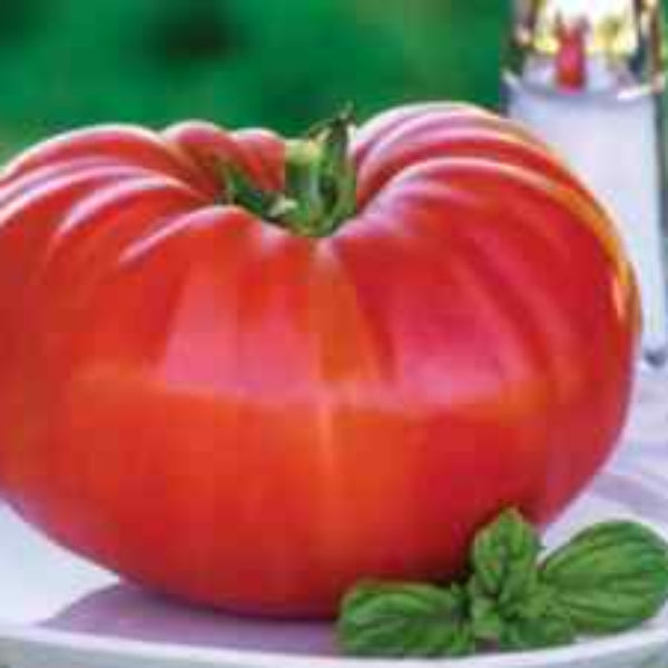 Tomato Seeds – Zac