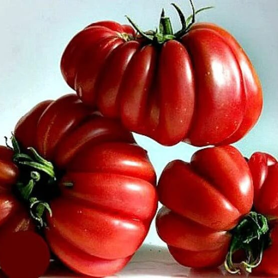 Tomato Seeds – Zapotec