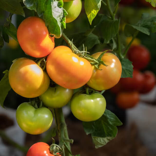 Tomato Seeds for Planting