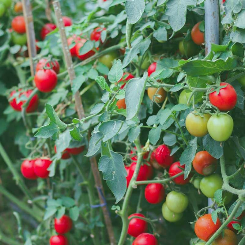 Tomato Seeds for Planting