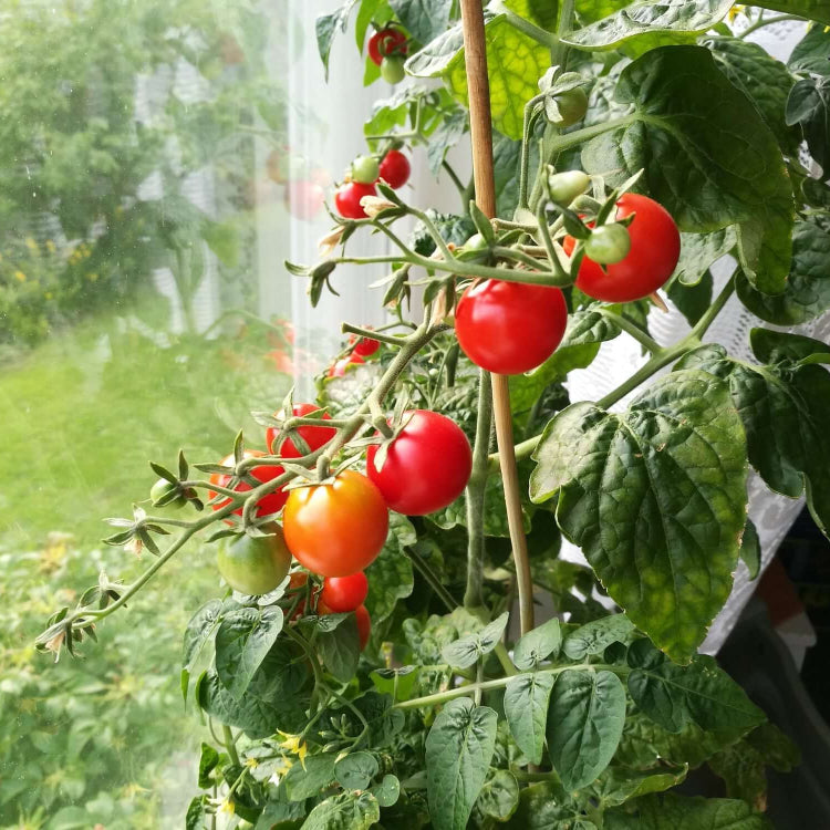 Tomato Seeds for Planting