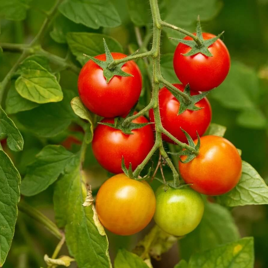 Tomato Seeds for Planting