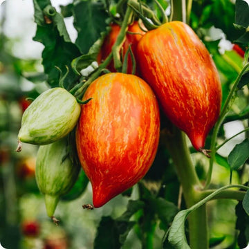 Tomato Seeds – Speckled Roma