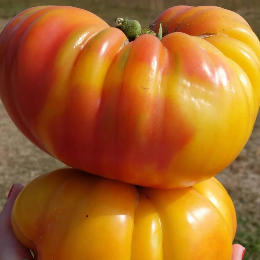 Tomato Seeds – Striped German Red & Yellow