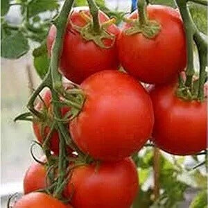 Tomato Seeds – Sub Arctic Plenty