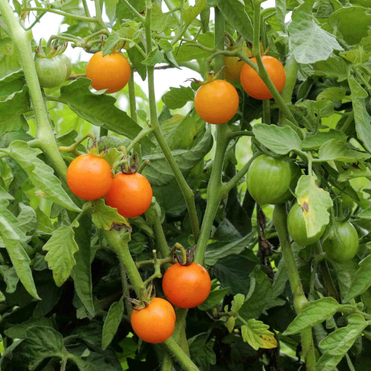 Tomato Seeds – Sun Gold Cherry