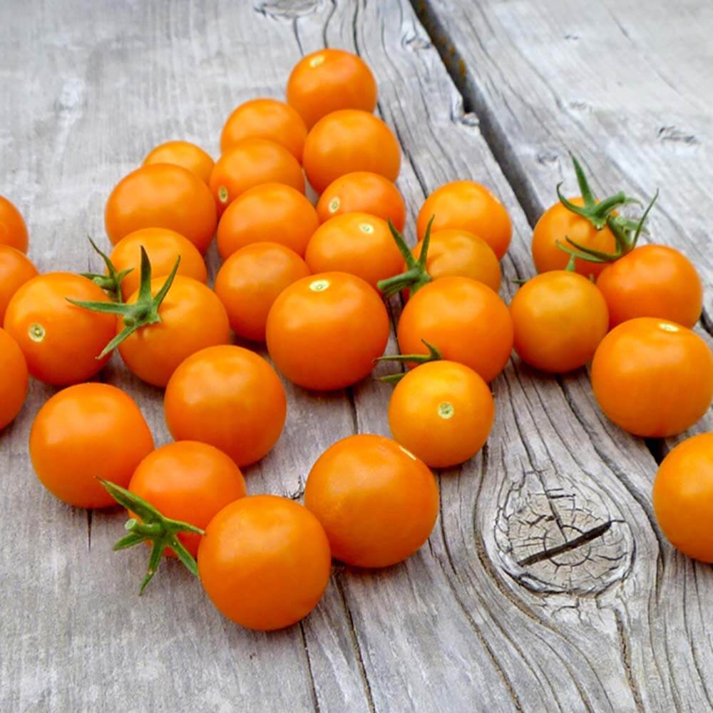 Tomato Seeds – Sun Gold Cherry