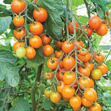 Tomato Seeds – Sungold