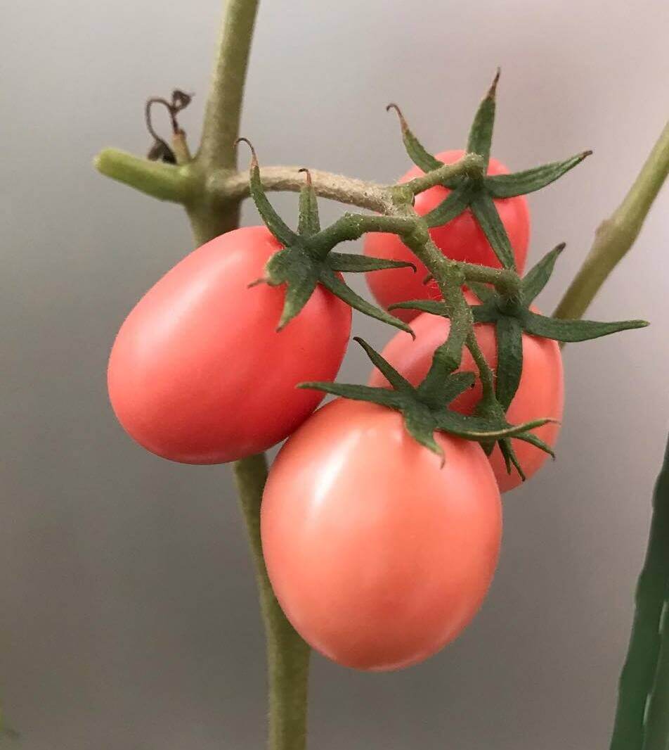 Tomato Seeds – Thai Pink Egg