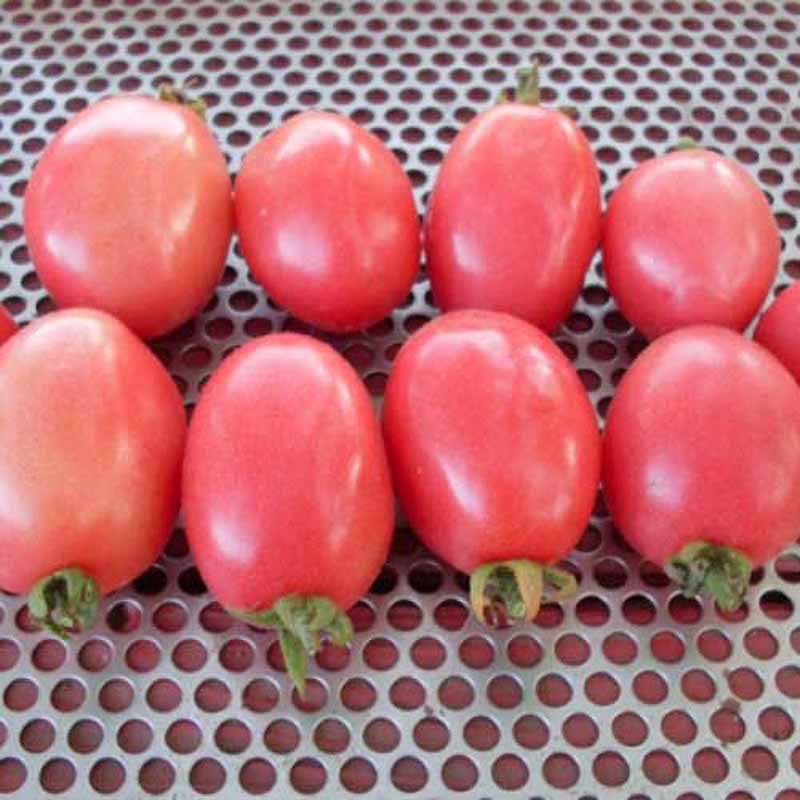 Tomato Seeds – Thai Pink Egg