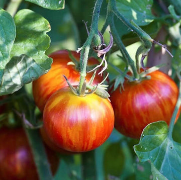 Tomato Seeds – Tigerella