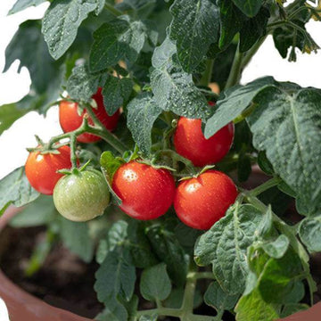 Tomato Seeds – Tiny Tim