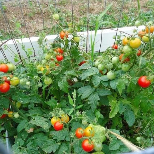 Tomato Seeds – Tiny Tim