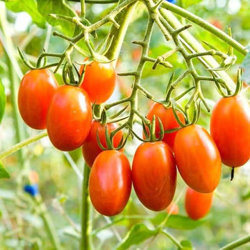 Tomato Seeds – Trip-L-Crop