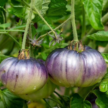 Tomato Seeds – Violet Green