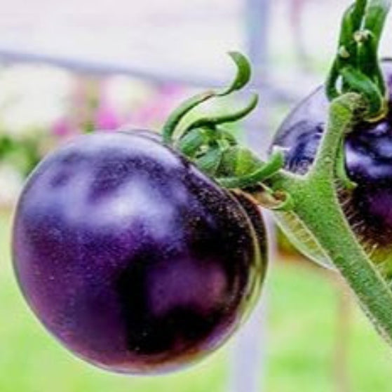 Tomato Seeds – Violet