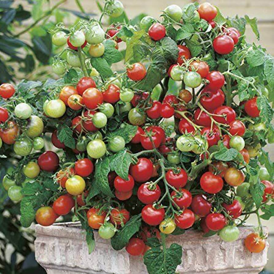 Tomato Seeds – Vishenka Heirloom Cherry