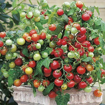 Tomato Seeds – Vishenka Heirloom Cherry