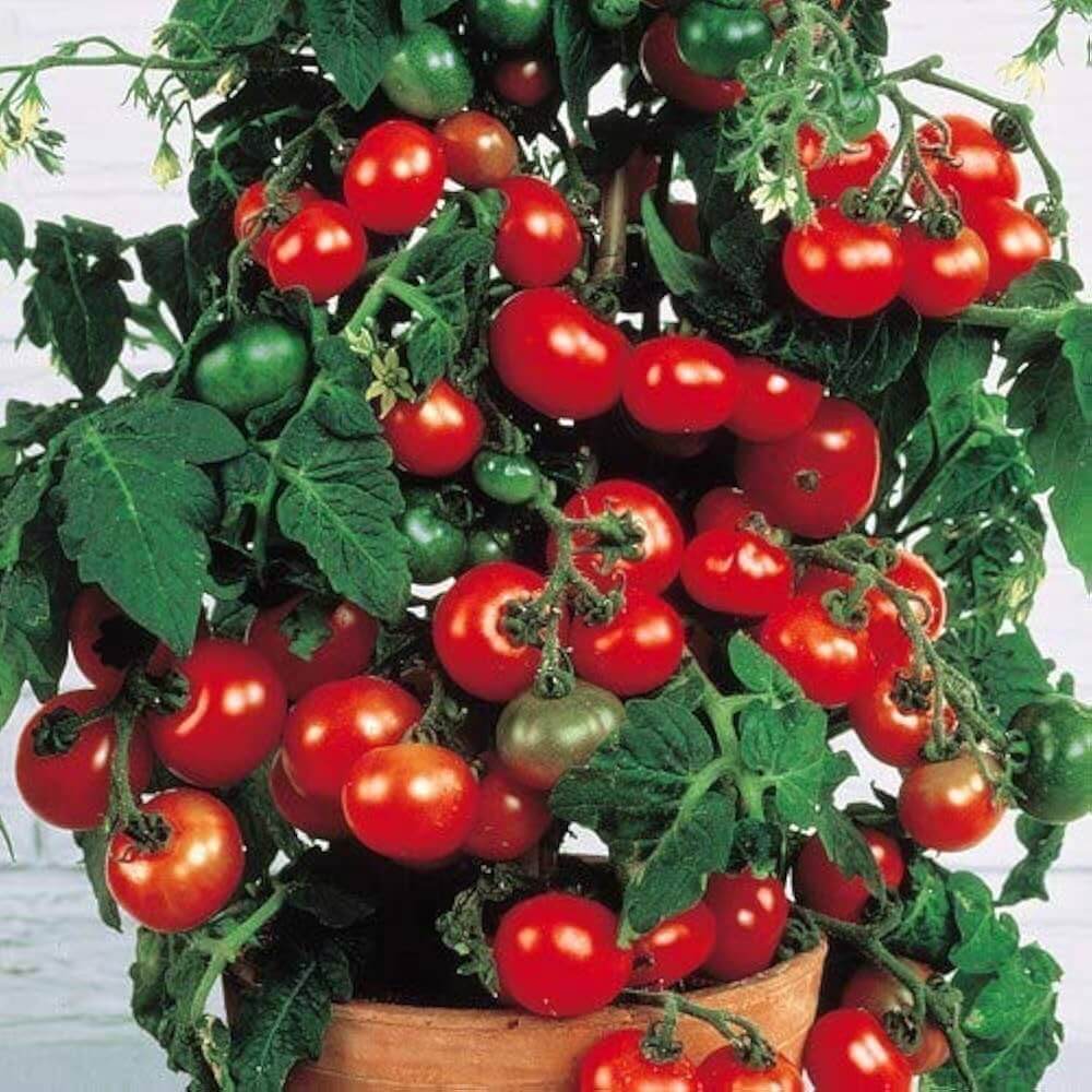 Tomato Seeds – Vishenka Heirloom Cherry