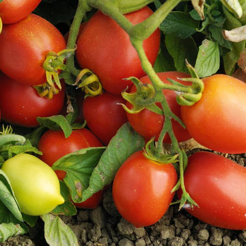 Tomato Seeds – Viva Italia