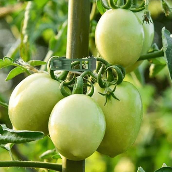 Tomato Seeds – White 