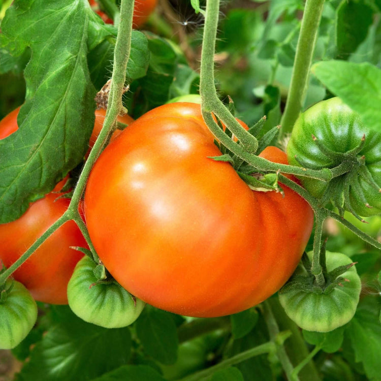 Tomato Seeds – Whopper