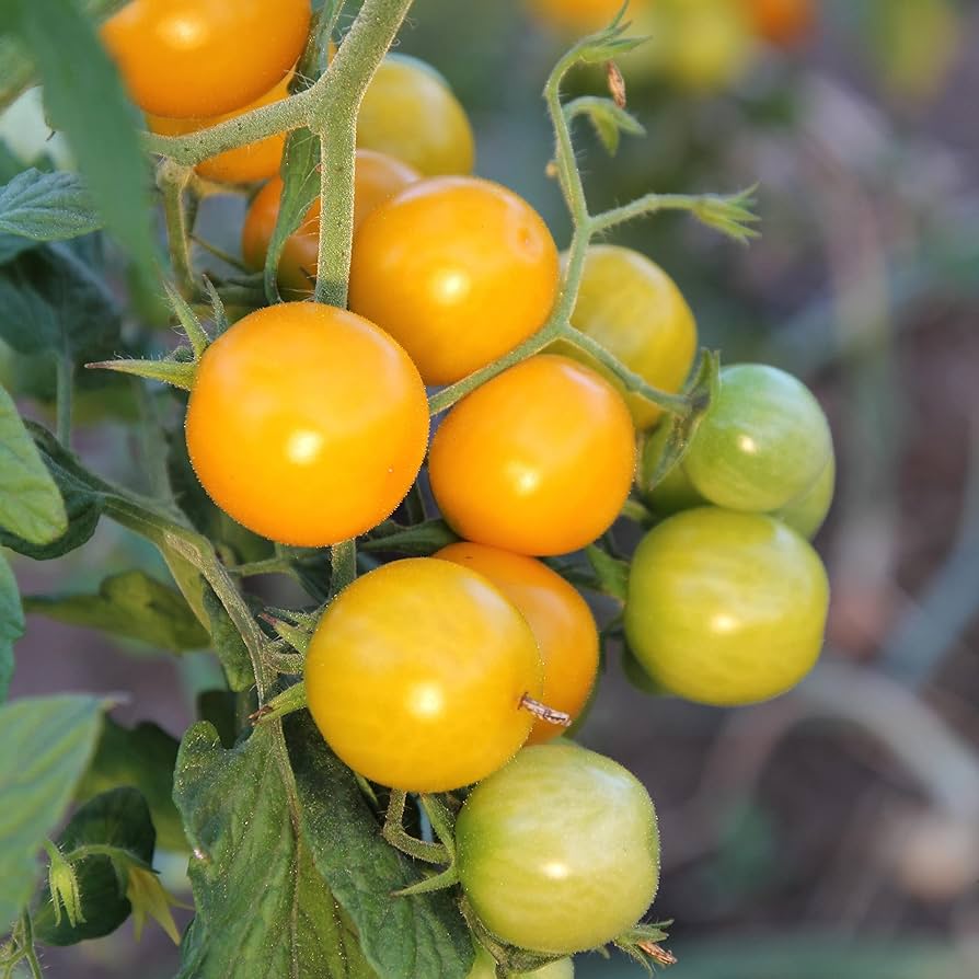 Tomato Seeds – Yellow Cherry