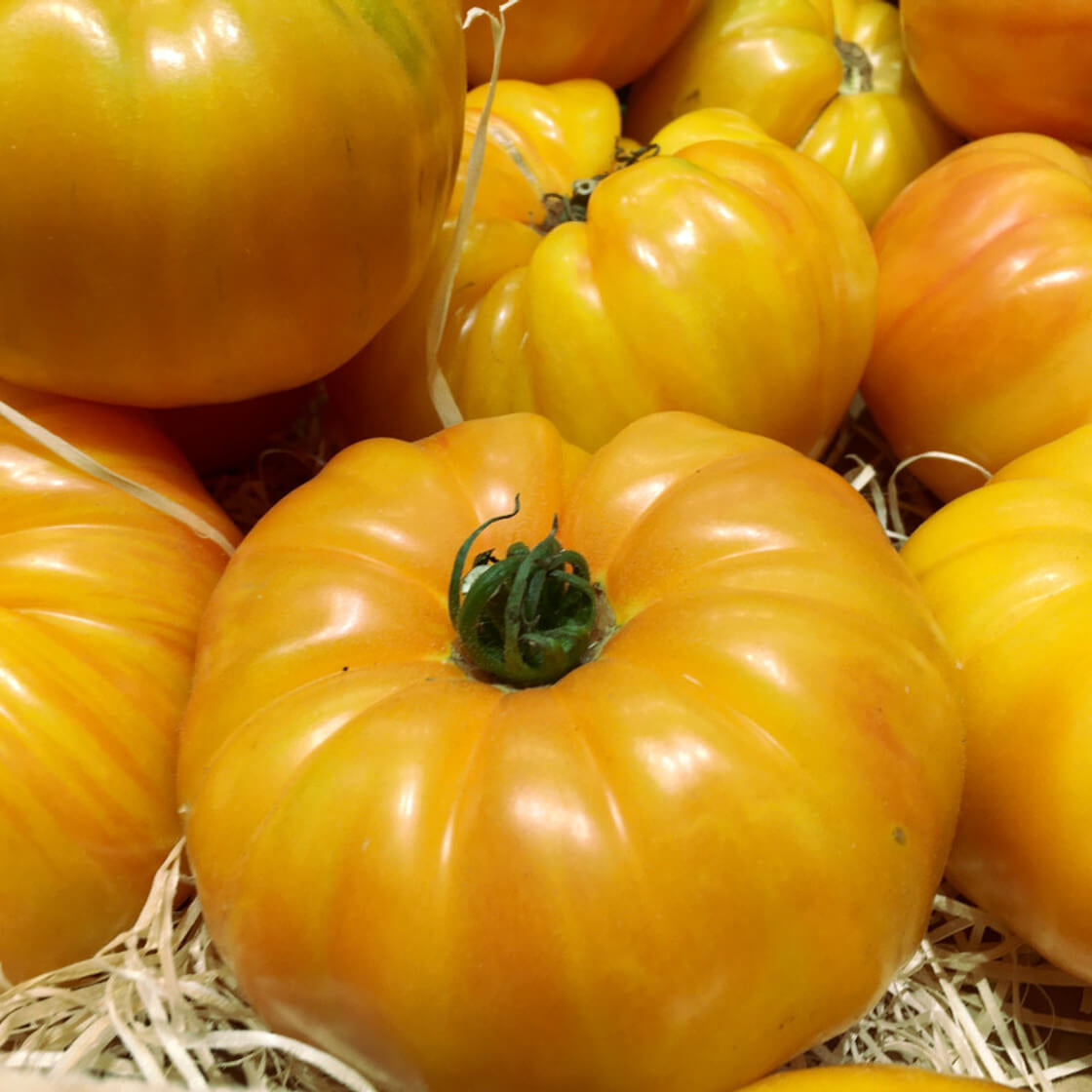 Tomato Seeds – Yellow Giant Belgium