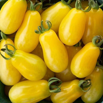 Tomato Seeds – Yellow Grape