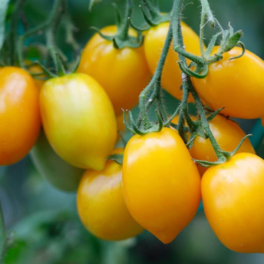 Tomato Seeds – Yellow Grape