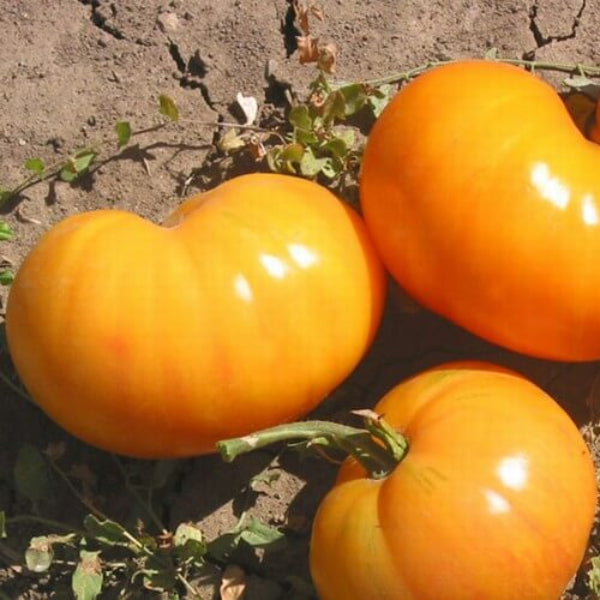 Tomato Seeds – Yellow & Orange Big