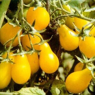 Tomato Seeds – Yellow Pear Organic