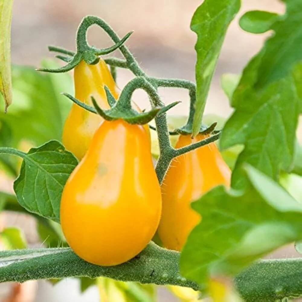 Tomato Seeds – Yellow Pear Organic