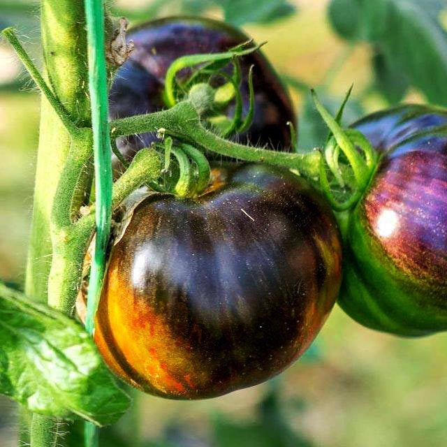 Tomato Seeds – Yellow and Black