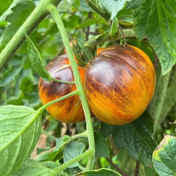Tomato Seeds – Yellow and Black