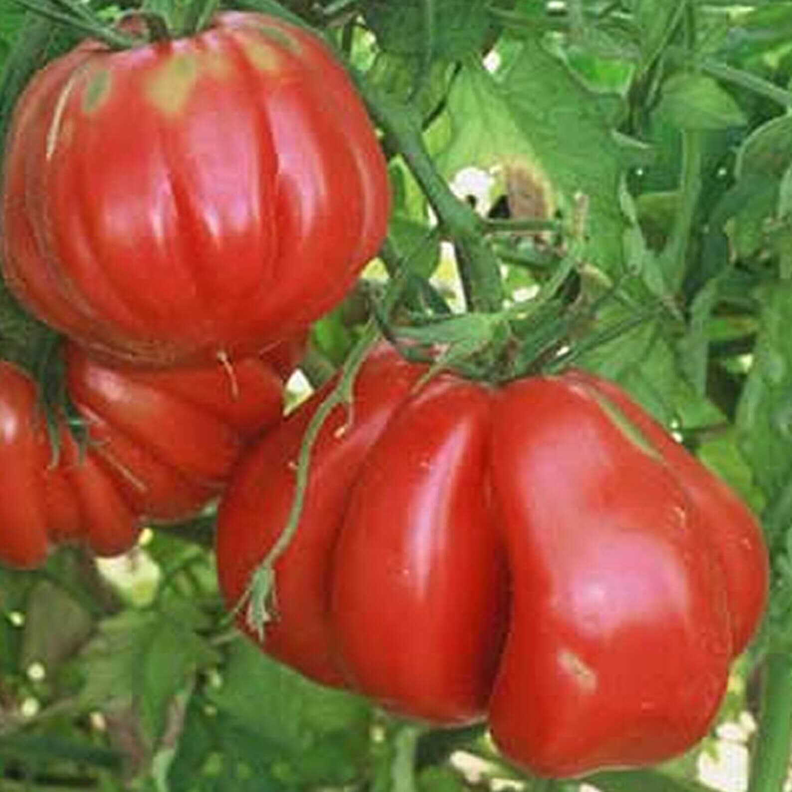 Tomato Seeds – Zapotec