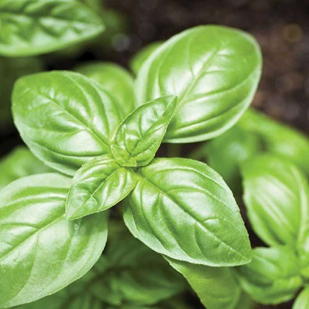 Tomorrow’s Leaf Seeds for Planting | Buy Online