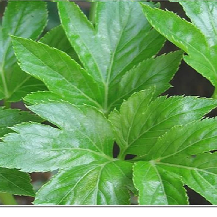 Tomorrow’s Leaf Seeds