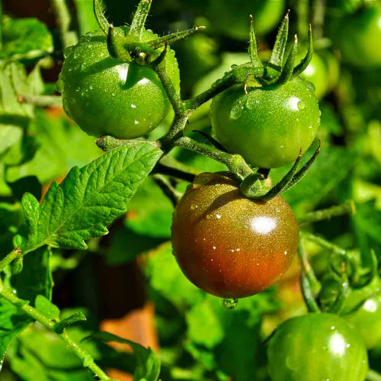 Tomato Seeds – Black Green