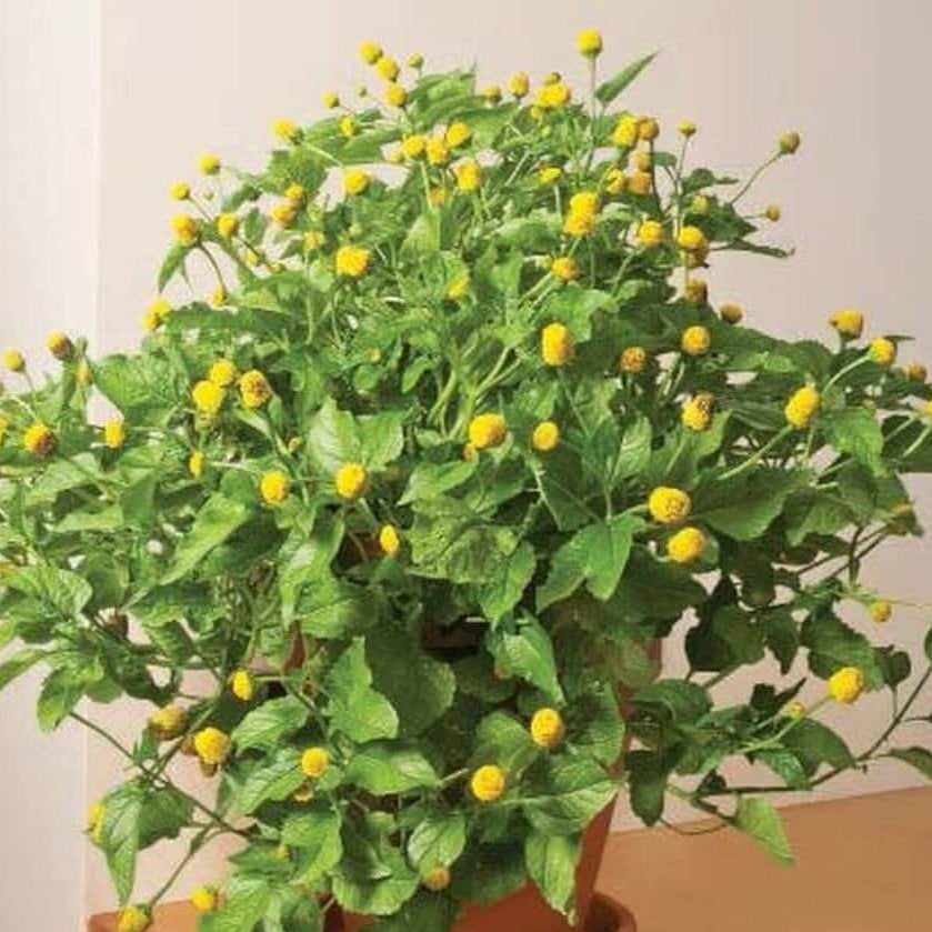 Toothache Seeds – Garden
