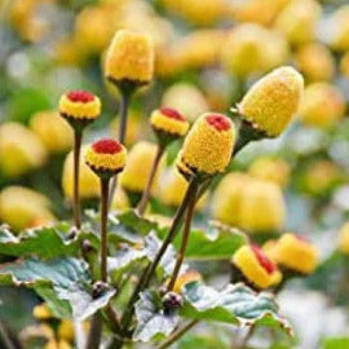 Toothache Plant Seeds – Eyeball
