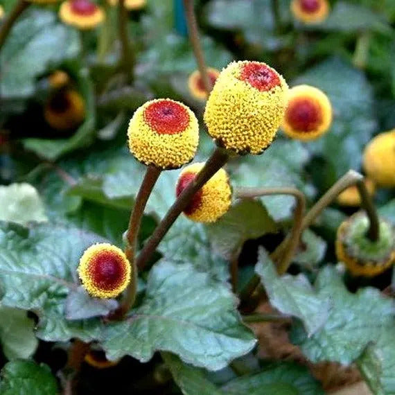 Toothache Plant Seeds – Eyeball
