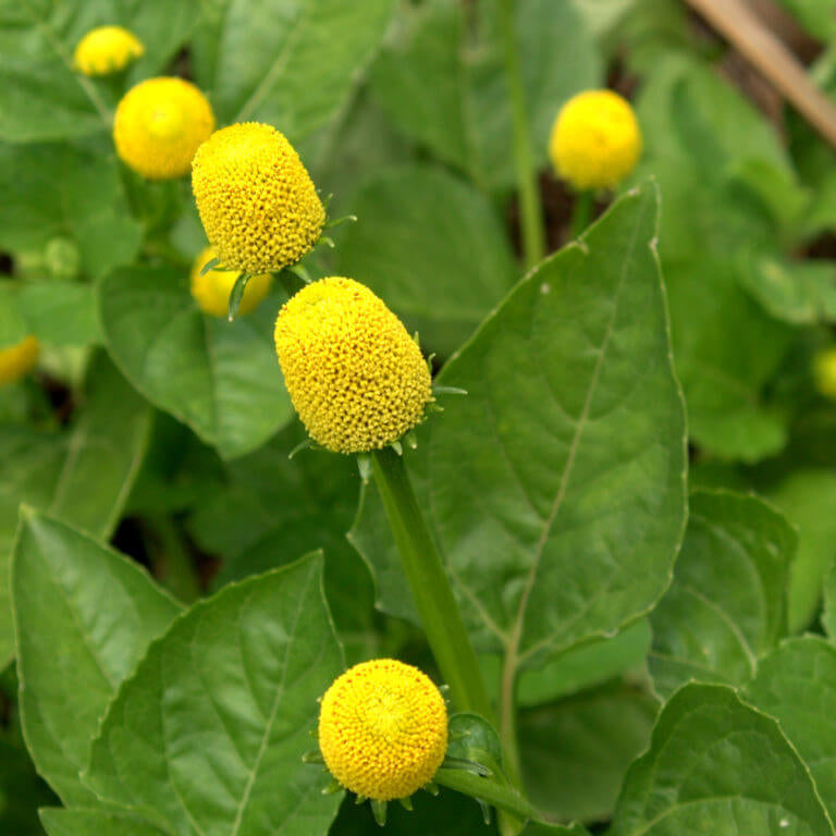 Toothache Plant Seeds | Unique Garden Herb