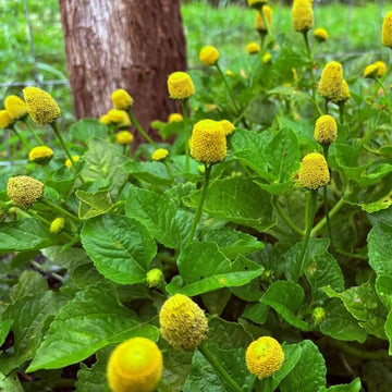 Toothache Plant Seeds - Heerbal Plant