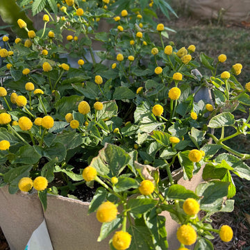 Toothache Seeds – Garden
