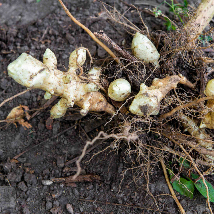 Topinambur Seeds - Vegetable Plant for Home Gardens