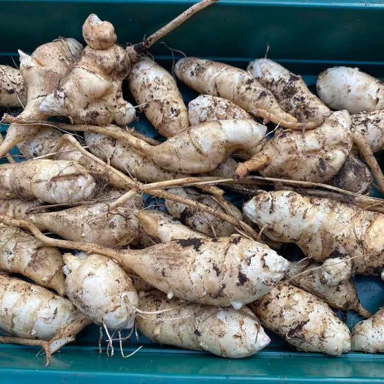 Topinambur Seeds - Vegetable Plant for Home Gardens