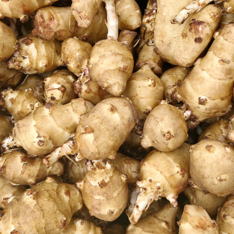 Topinambur Seeds - Vegetable Plant for Home Gardens